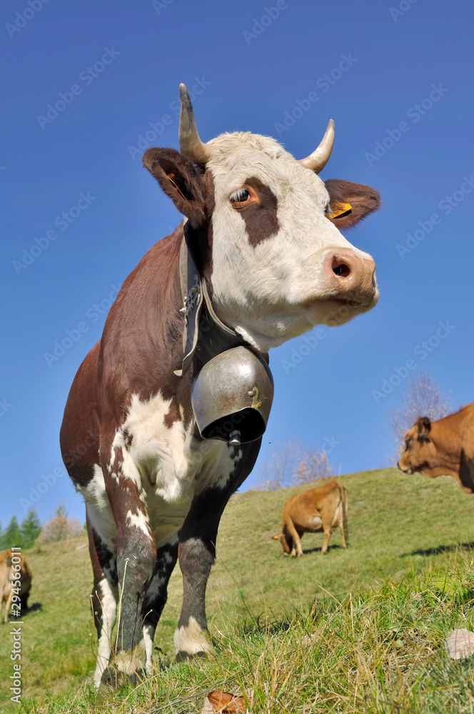 close on beautiful alpine cow with a bell in pasture under blue sky close on beautiful alpine cow with a bell in pasture under blue sky