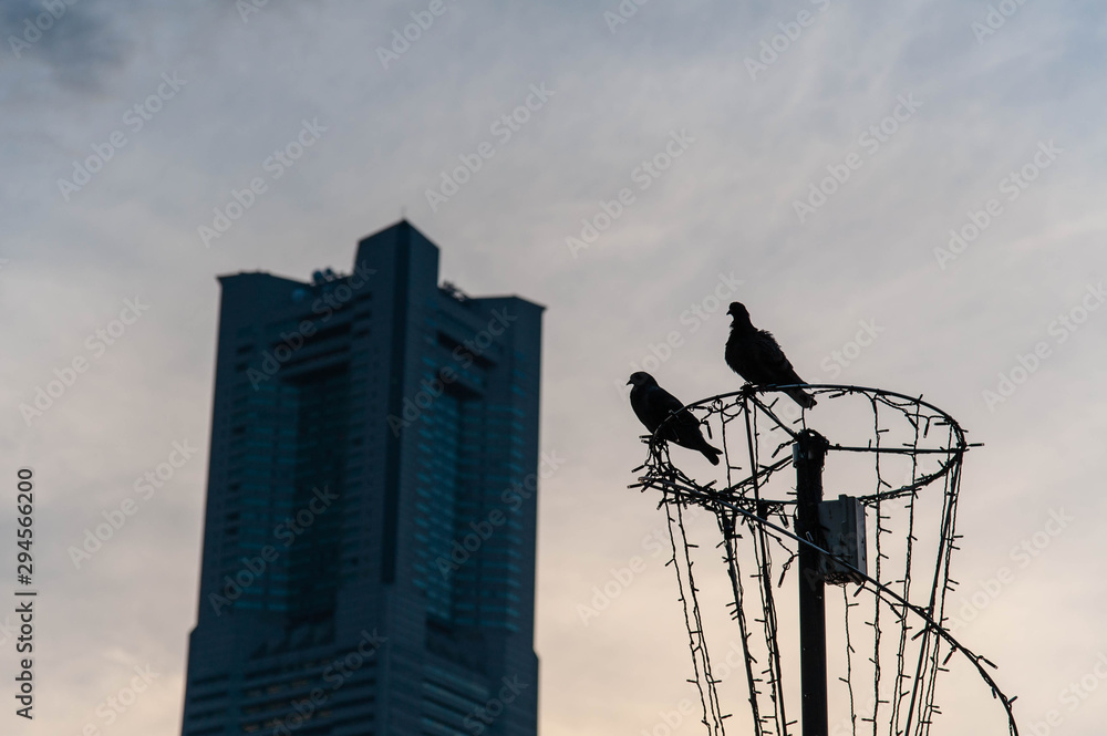 夕暮れの横浜の高層ビルと2羽の鳩