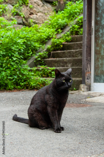 石段の前で座っている黒猫