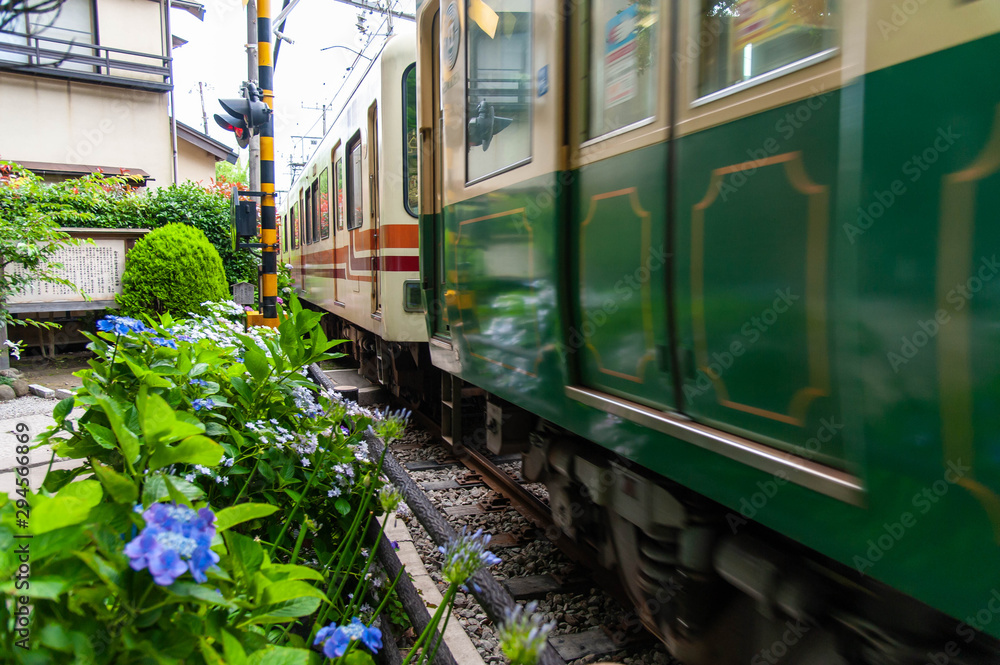 紫陽花の花の近くを通過する電車 Stock Photo Adobe Stock