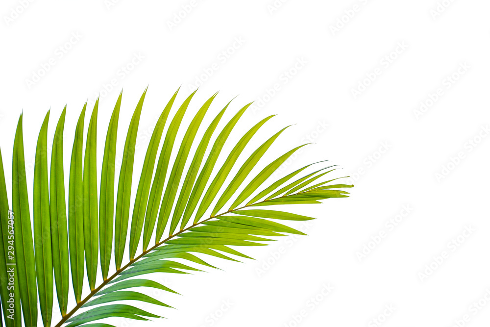 Fototapeta premium leaves of coconut isolated on white background