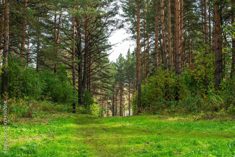 Fototapeta premium pine trees in the forest and green meadow