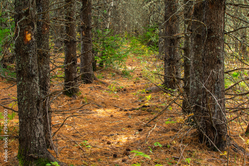 pine trees in the forest in the sun