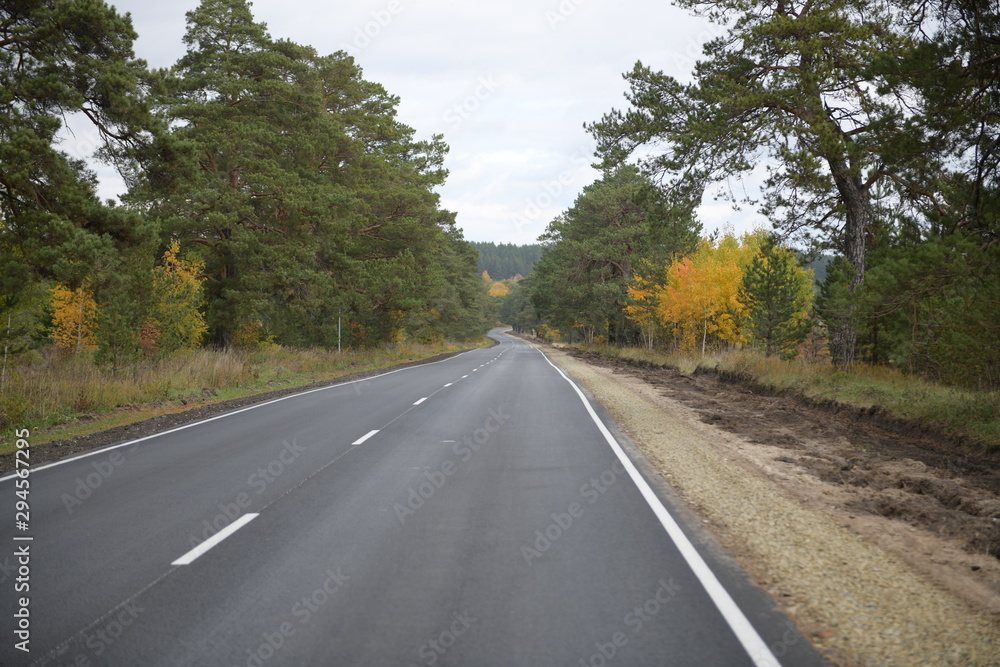 road in forest road in forest