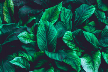 leaves of Spathiphyllum cannifolium, abstract green texture, nature dark  tone background, tropical leaf	