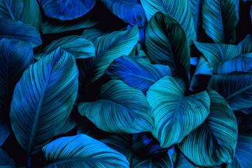 Glasbilder Natur Blätter von Spathiphyllum cannifolium im Garten, abstrakte grüne Textur, dunkler Naturhintergrund, tropisches Blatt  © Nabodin