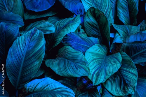 Panel kuchenny z motywem leaves of Spathiphyllum cannifolium in the garden, abstract green texture, nature dark tone background, tropical leaf 