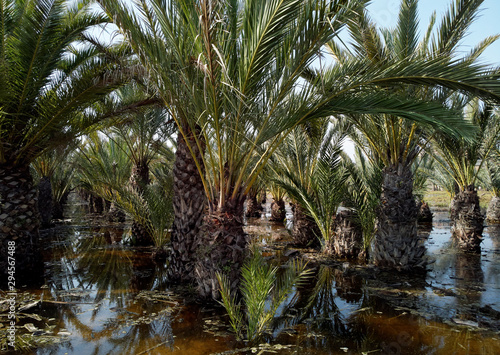 Flooded palm trees gardens gota fria     cold drop September 2019 aftermath  Spain