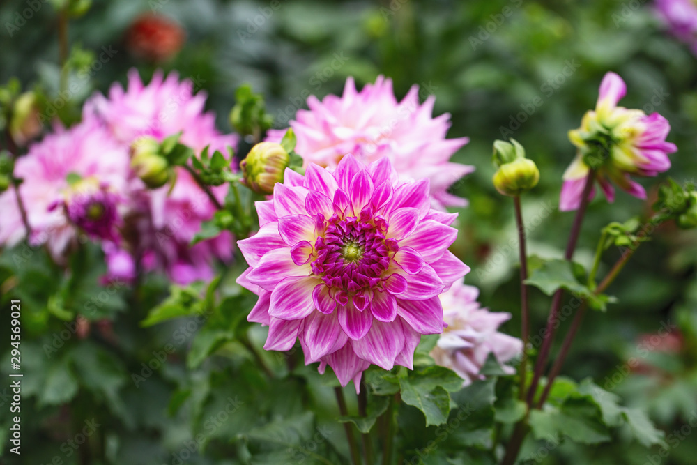 pink Dahlia flowers in the garden pink Dahlia flowers in the garden