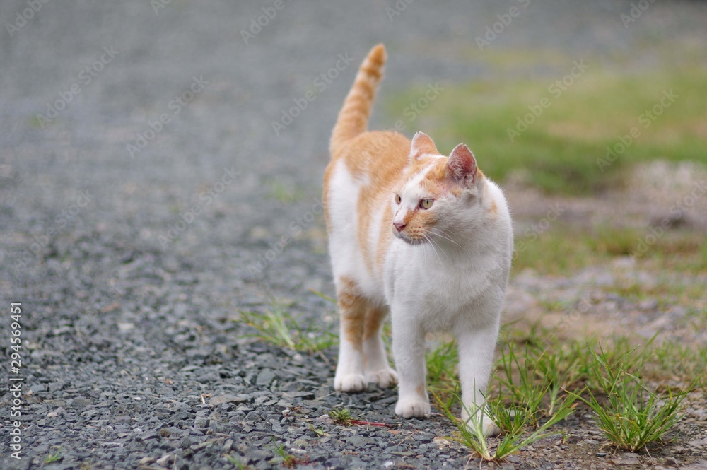 何か見つけた猫