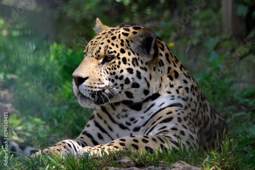 Jaguar  Panthera onca  Raubkatze Portrait von vorne