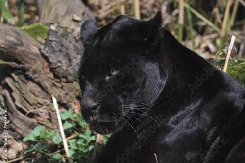 Jaguar (Panthera onca) mit schwarzem Fell