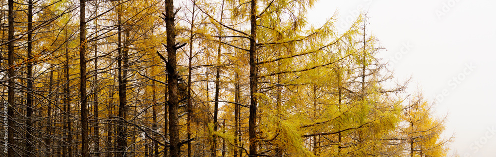 Fototapeta premium panorama view of snowy scenery fall of the larch forest.