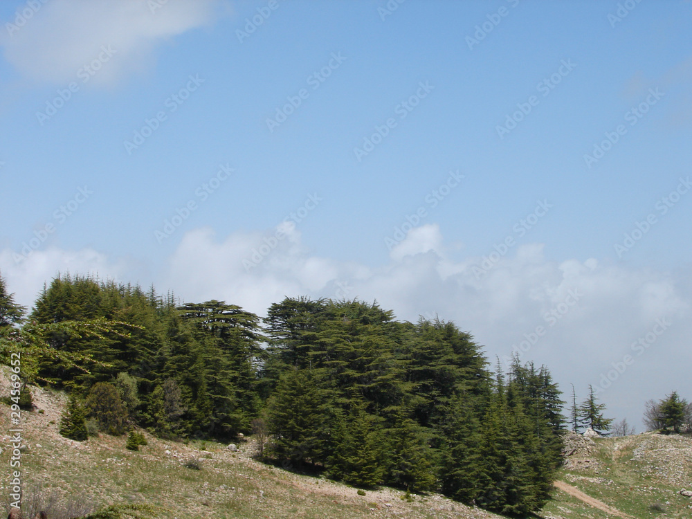 trees of Al Shouf Cedar Nature Reserve Barouk in mount Lebanon Middle east trees of Al Shouf Cedar Nature Reserve Barouk in mount Lebanon Middle east