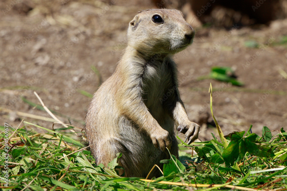 Fototapeta premium Präriehunde (Cynomys) bei Nahrungsaufnahme
