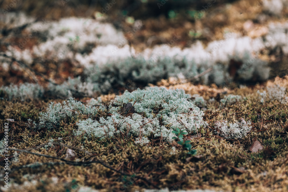 White moss in the finnish forest. Deer moss macro bottom view. Forest photo background White moss in the finnish forest. Deer moss macro bottom view. Forest photo background