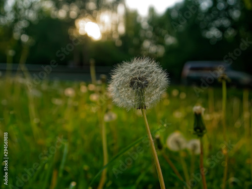 dandelion among green grass in summer  Moscow.