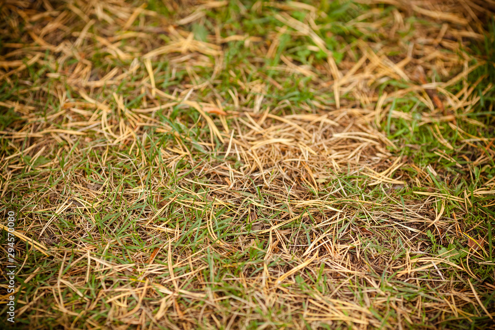 Autumn background. Fallen needles on the ground. Forest trail with needles texture.