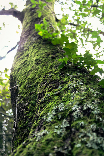 Tree moldy trunk macro seen from below