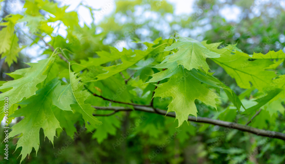 Green leaves on the green backgrounds. Spring summer background with green leaf. Natural green plants landscape, ecology, floral concept. Long format Green leaves on the green backgrounds. Spring summer background with green leaf. Natural green plants landscape, ecology, floral concept. Long format