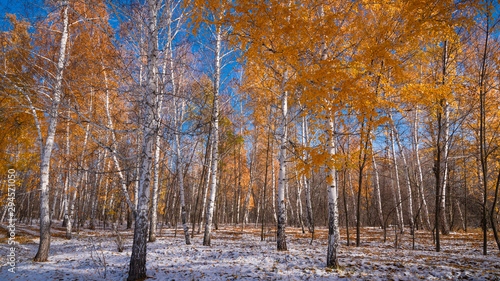 Beautiful forest landscape - the first snow in a birch grove. Snow and trees with golden leaves, late autumn, early winter