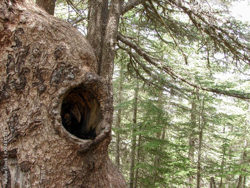 Obraz premium trees of Al Shouf Cedar Nature Reserve Barouk in mount Lebanon Middle east