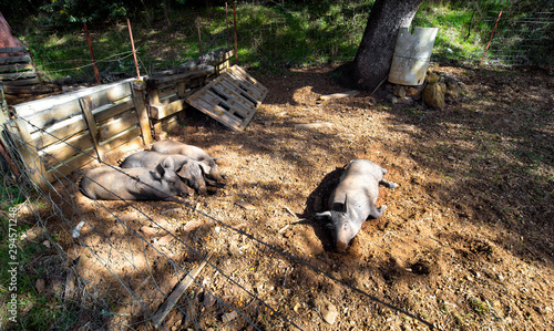 Iberian pigs resting in the field.