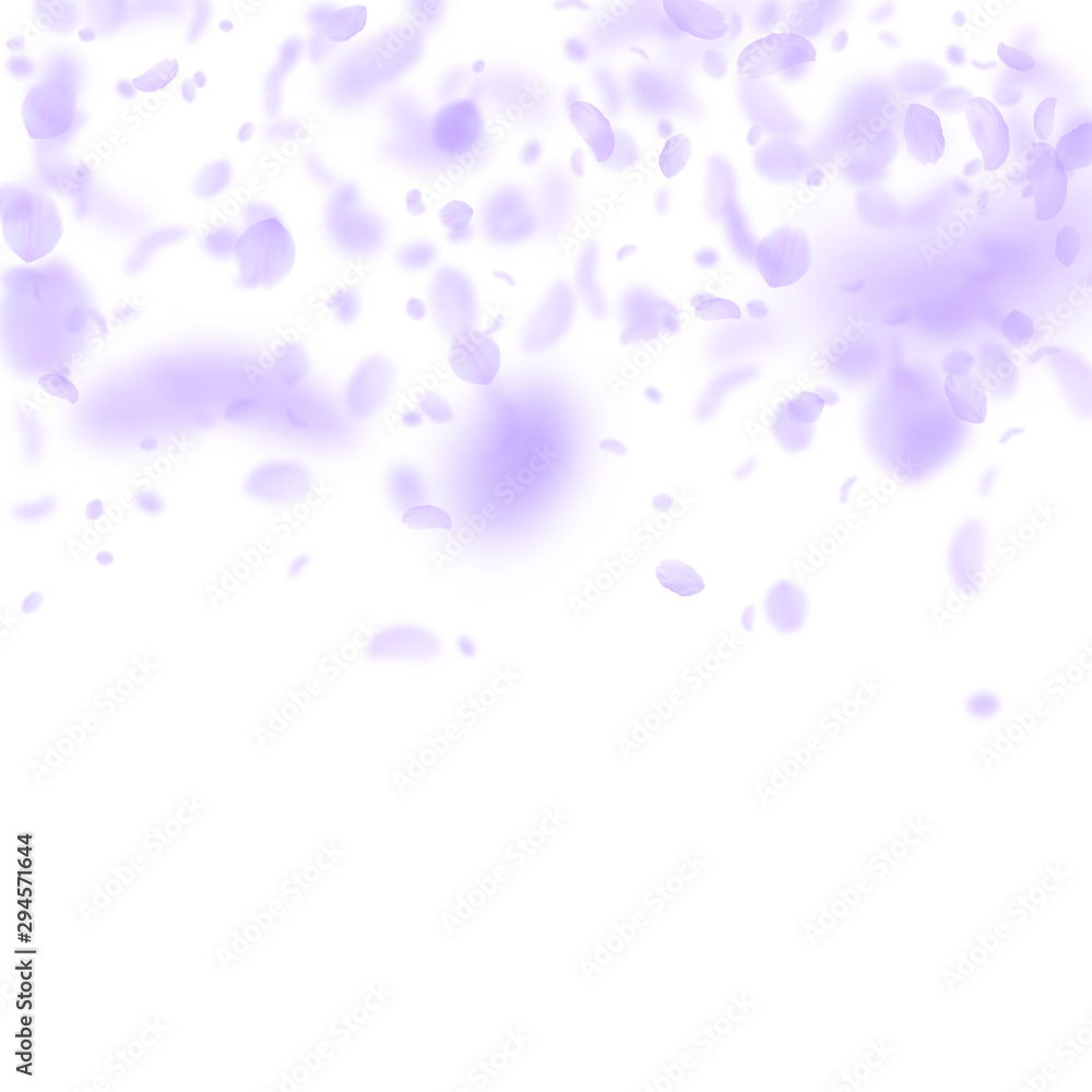 Violet flower petals falling down. Delightful roma Violet flower petals falling down. Delightful roma