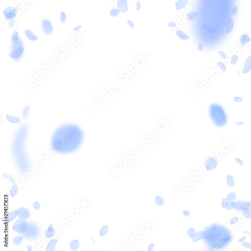 Dark blue flower petals falling down. Gorgeous rom