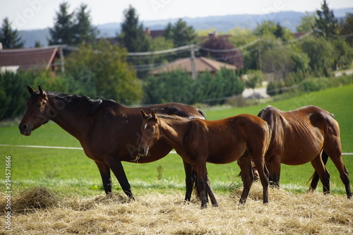 Farm visit in Hungary- Horses and dogs