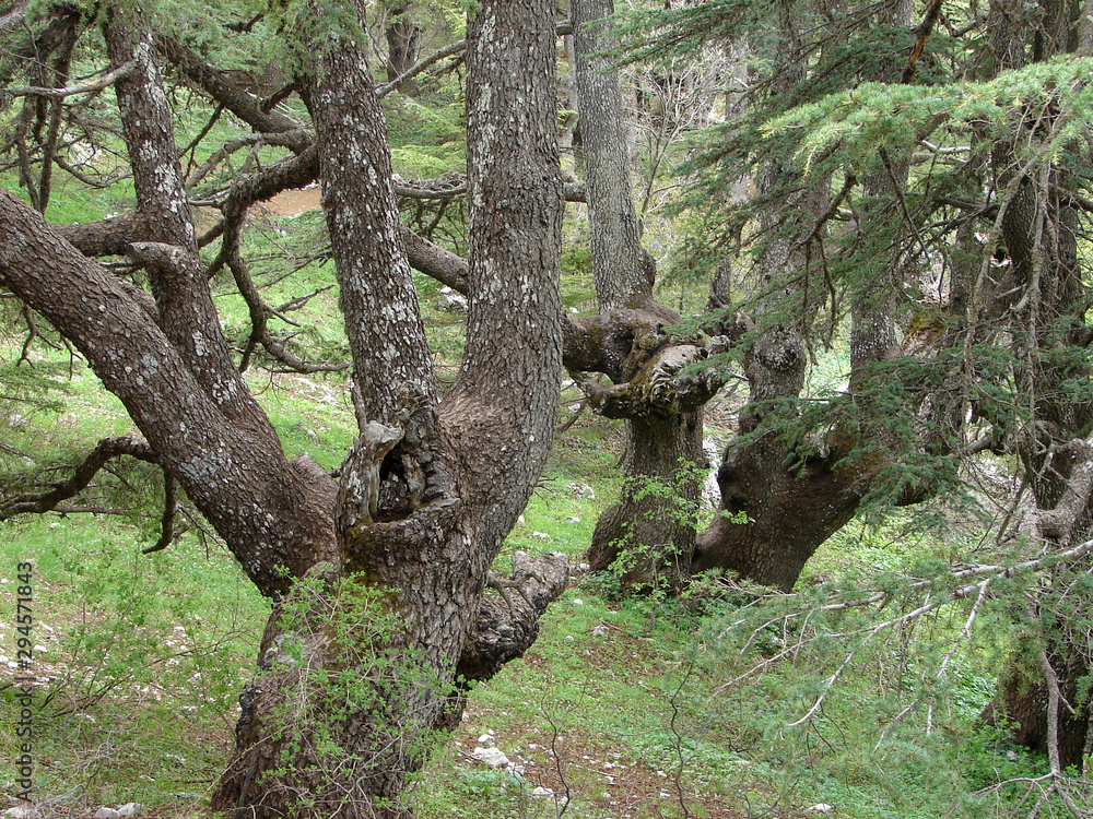 trees of Al Shouf Cedar Nature Reserve Barouk in mount Lebanon Middle east trees of Al Shouf Cedar Nature Reserve Barouk in mount Lebanon Middle east