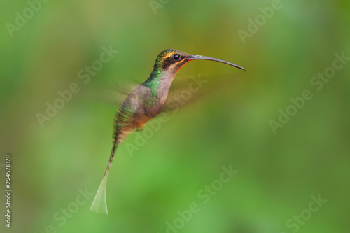 Green Hermit - Phaethornis guy, large beautiful shy hummingbird from Andean slopes of South America, Wild Sumaco, Ecuador.
