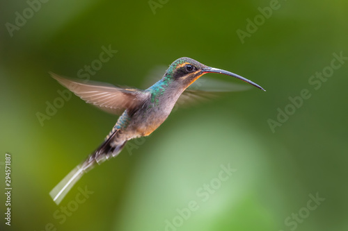 Green Hermit - Phaethornis guy, large beautiful shy hummingbird from Andean slopes of South America, Wild Sumaco, Ecuador.