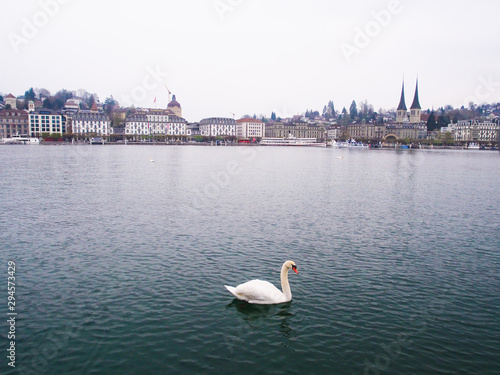 Swan in the River Reuss. Popular touristic and travel location in Luzern - Chapel Bridge and Water Tower . Switzerland