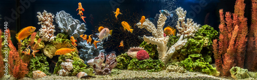 Freshwater aquarium as pseudo-sea. Aquascape and aquadesign.	