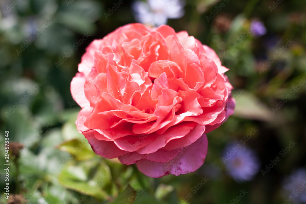 Bright flower in the garden. A beautiful and sweet-smelling flower. Beautiful natural background. Bright flower in the garden. A beautiful and sweet-smelling flower. Beautiful natural background.