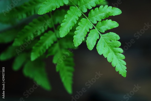 fern,leaves,closeup