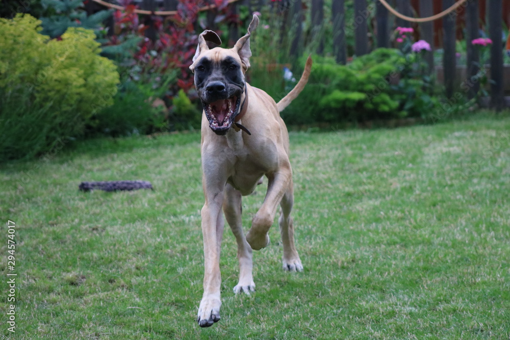 Great Dane dog playing in garden Great Dane dog playing in garden