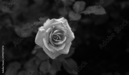 Art photo rose petals isolated on the natural background. Closeup. For design, texture, background. Nature.Black and white photography.