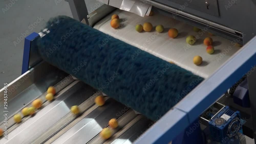 The process of cleaning the apricots in fruit clean machine before selling on the market. Close up Shot.