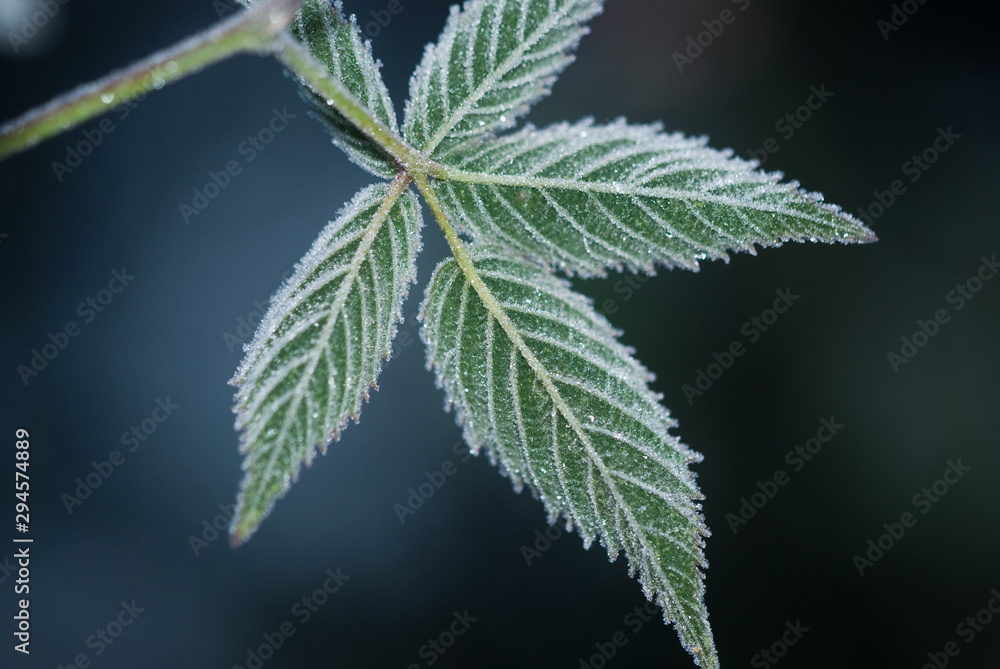 Leaves on a branch covered with hoarfrost, frosty morning