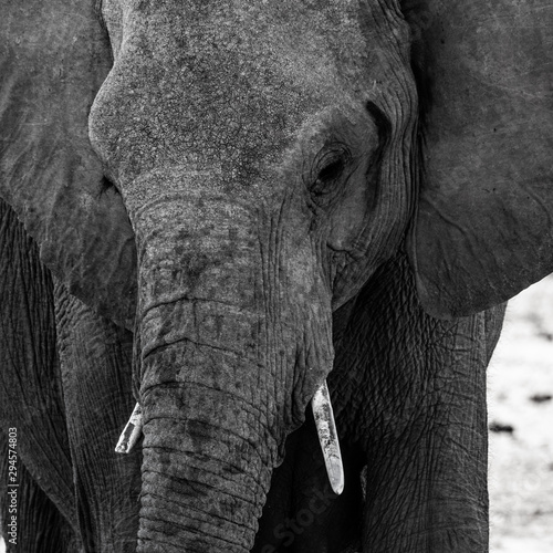 Éléphants au parc national d'etosha en Namibie, Afrique