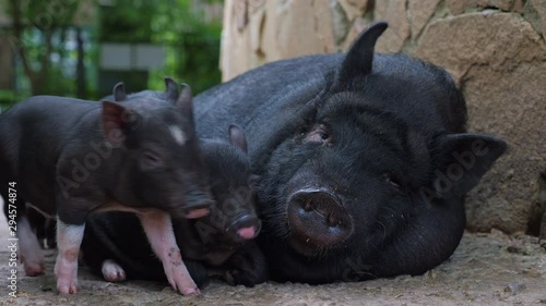 Black sow with little funny pigs on the farm. Cloae up. photo