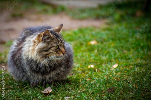 Puchner thoughtfully sitting