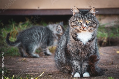 It's a cat her name is Bum