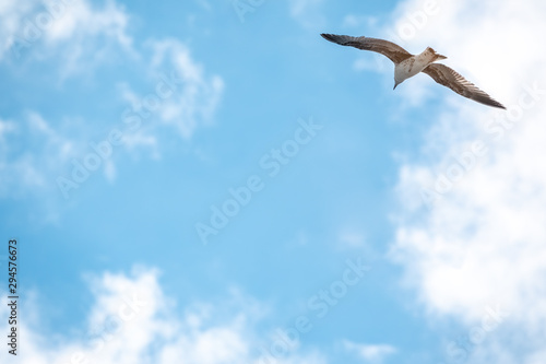 Sea gull in the clear blue sky.