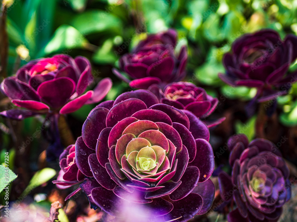 Exotic plants with nice colour Exotic plants with nice colour