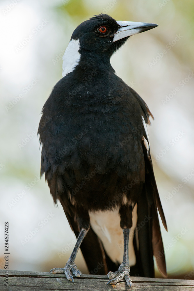Fototapeta premium Australian magpie outdoors