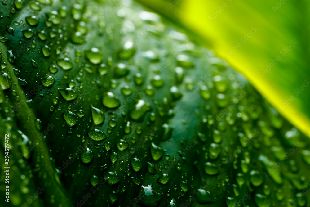Water droplets on the green leaves after raining for natural background. Water droplets on the green leaves after raining for natural background.