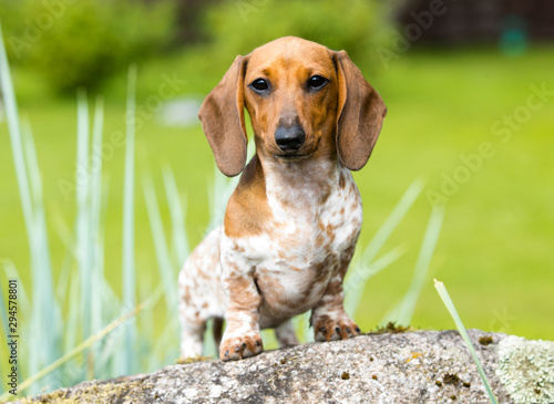 Fotografie, Tablou dog dachshund lying on the grass